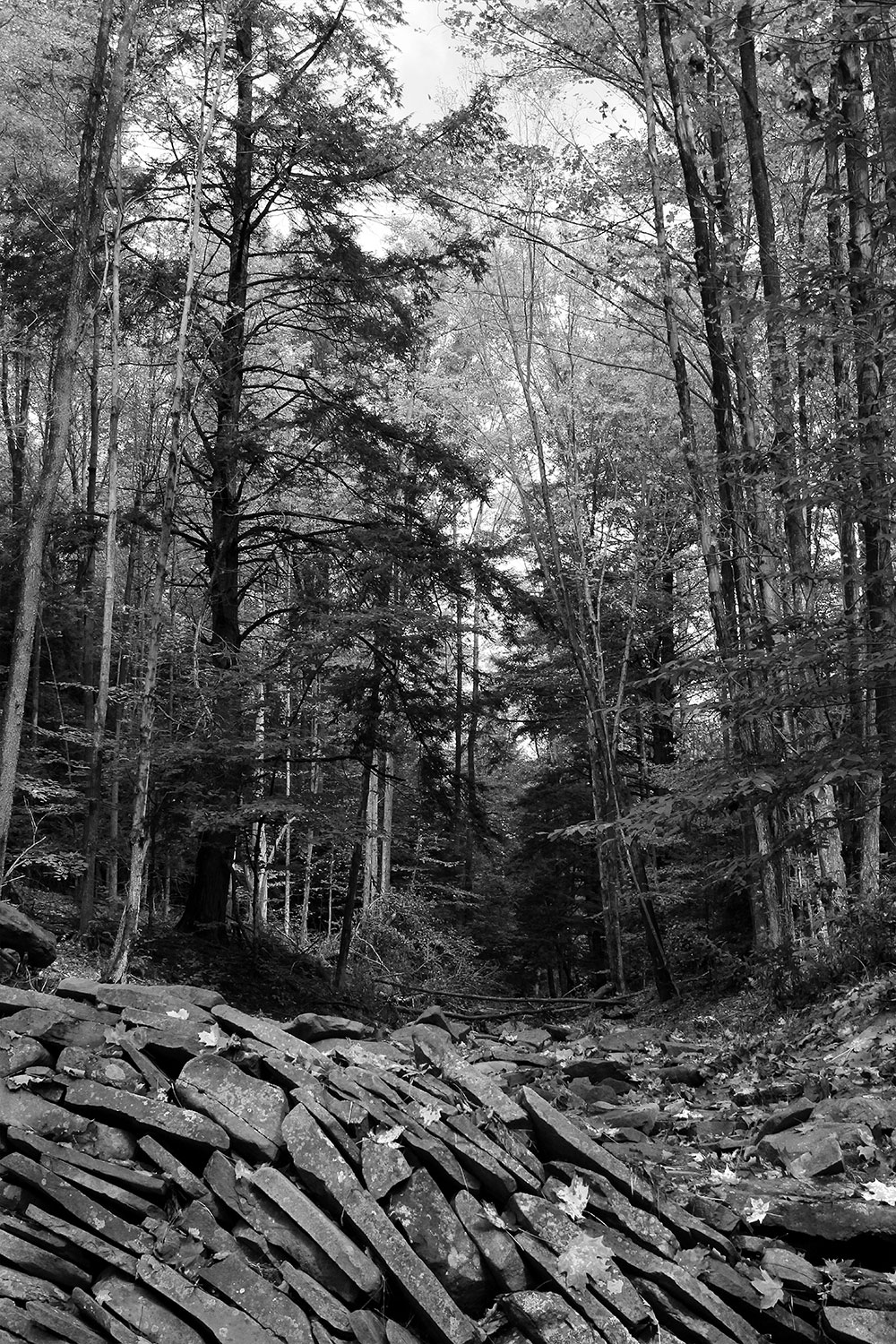 Black and white image of stone creek bed in the foreground and forest in the background