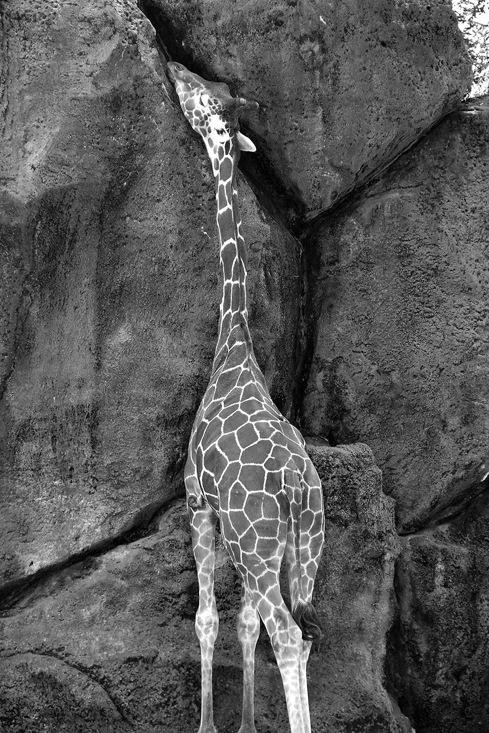 Black and white image of a giraffe in front of stones